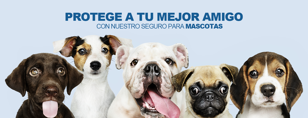 Seguro_mascotas